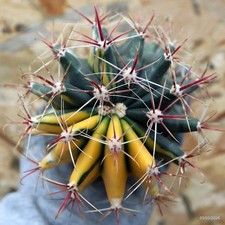 K187 FEROCACTUS VARIEGATED