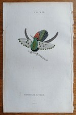 Jardine stampa originale