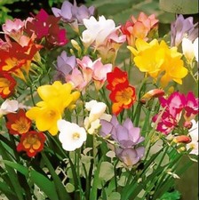20 bulbi di Fresia, fiori a