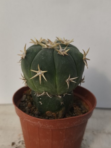 Echinocactus horizontalonius - echinocactus,