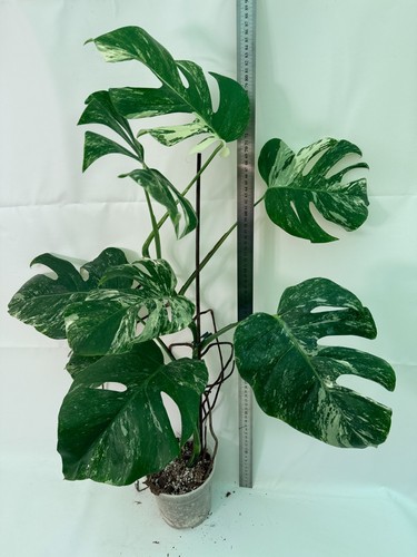 Monstera deliciosa albo - monstera,