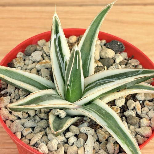 Agave victoriae reginae white - agave, 'white