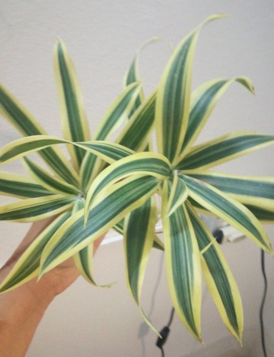 Esquejes dracaena reflexa - esquejes,