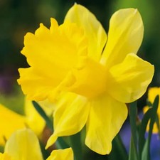 Bulbi di Narciso Trombone Giallo Olandesi, fioritura garantita (40pz)