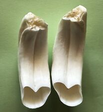 COPPIA DI COTE DI CINGHIALE MAREMMANO