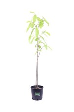 Pianta asimina triloba - di,