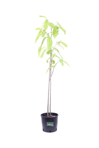 Pianta asimina triloba - pianta,