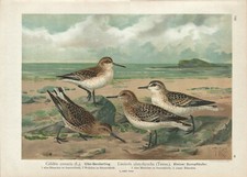 Antique Print BIRDS RAINBOW