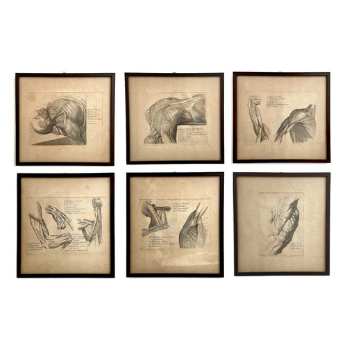Stampe anatomiche xix secolo - stampe,