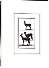 Stampa Antiche Epoca '800