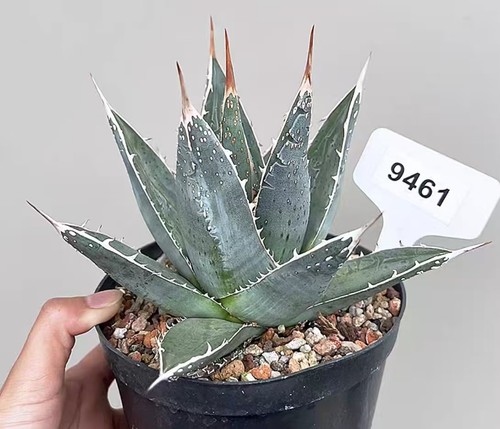 Pezzi agave ghiesbreghi - 2,