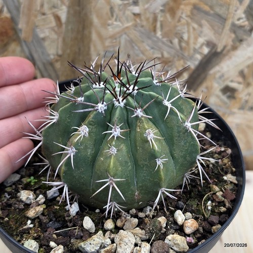 Melocactus curvispinus vaso - curvispinus,