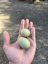 Uova feconde di olive egger F