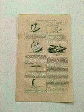 KP24) Zoophytes Shell