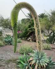 Agave attenuata  - flor