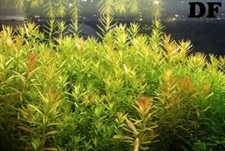pianta piante per acquario vive vere acqua dolce tropicale rotala Talee mature