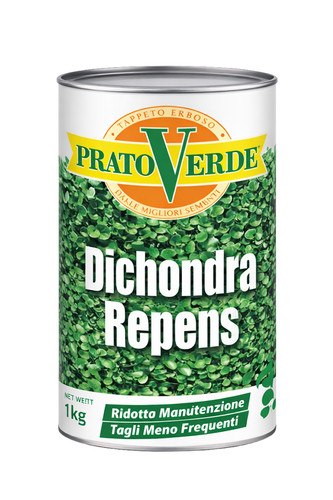 Prato verde dichondra - prato, repens