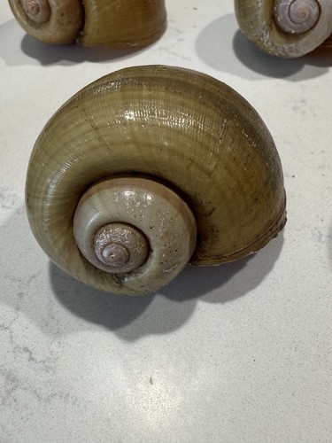 Bellissimi gusci lumaca - bellissimi,