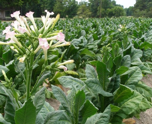 1000 semi tabacco nicotina - 1000,