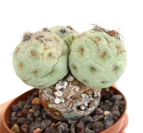 Tephrocactus geometricus - -,