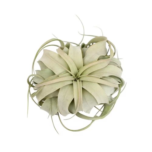 Pianta aerea media - , |