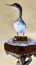 TROFEO DI CACCIA ESEMPLARE SMERGO MINORE TASSIDERMIA UCCELLO IMBALSAMATO BIRD