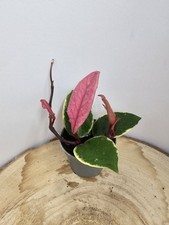 celeste HOYA Hoya carnosa albomarginata regina di Crimson / sogno fenicottero 6 cm