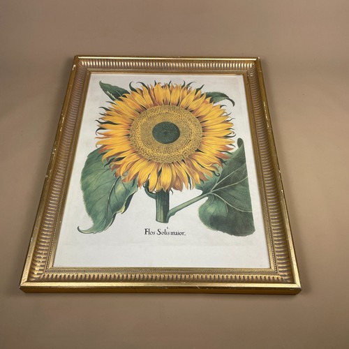 Quadro stampa botanica