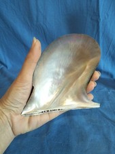 Conchiglia Naturale Perlifera Madreperla Da Collezione