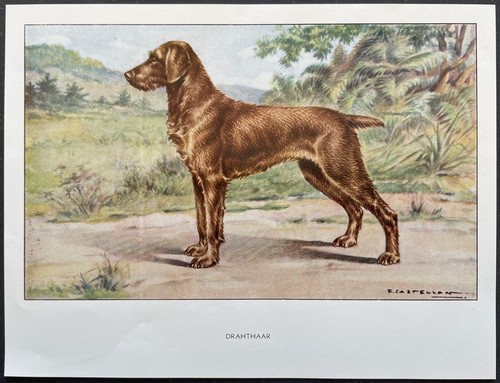 Drahthaar reproduction couleur - drahthaar,