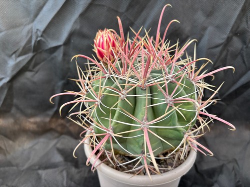 Ferocactus peninsulae baja - peninsulae,