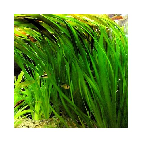 Vallisneria gigantea circa - vallisneria,