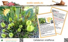 Callistemon viridiflorus - ,