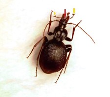 Carabidae, CARABINAE, Cychrus
