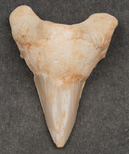 Grande dente squalo otodus - dente, di