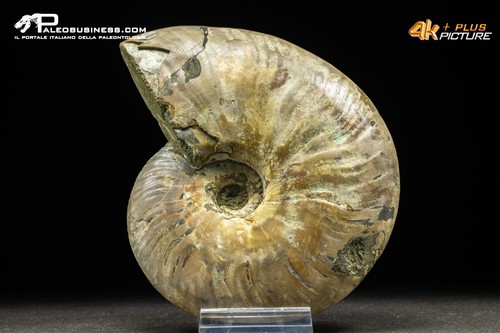Ammonite cleoniceras besaiei - cleoniceras,