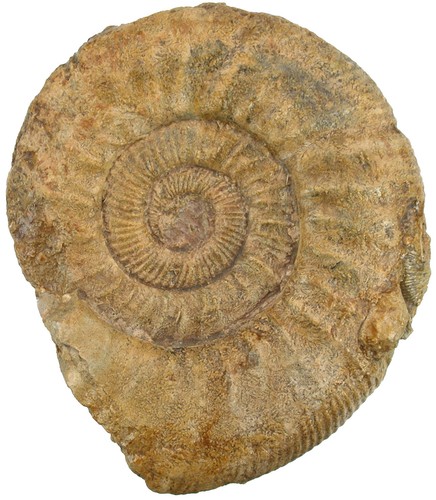 Malm ataxioceras - malm,