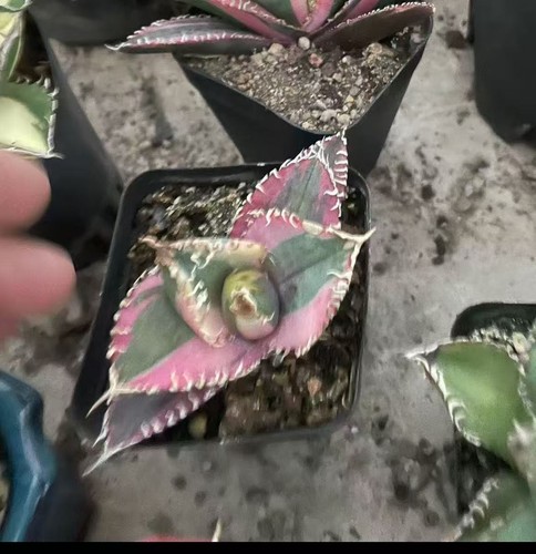 Vendita 1pz raro cactus - vendita,