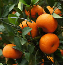 Citrus reticulata MARZAIOLO (Tardivo Mandarino) - Pianta Albero