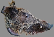 TASSIDERMIA TROFEO TESTA DI CINGHIALE MAREMMANO SU BASE LEGNO DA APPENDERE