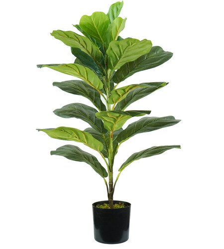 Pianta ficus lyrata in - di,