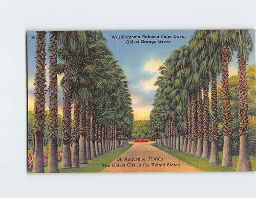 Cartolina washingtonia robusta - washingtonia,