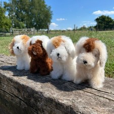 Cucciolo di alpaca