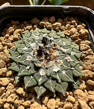 Ariocarpus kotschoubeyanus v. sladkovskyi Own Roots, 4.9 cm, Not Copiapoa