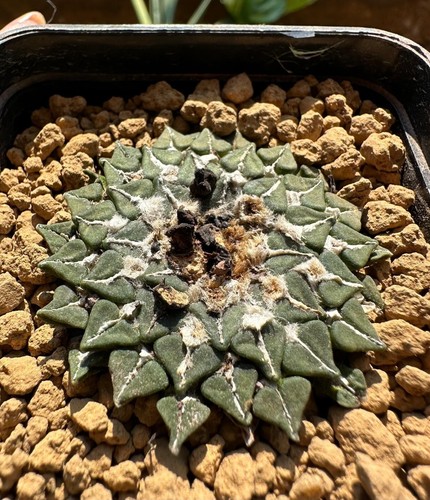 Ariocarpus kotschoubeyanus - , v