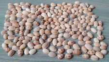 Ciprea Lotto 200 Piccole Indonesia Conchiglie per Decorazioni e Acquario