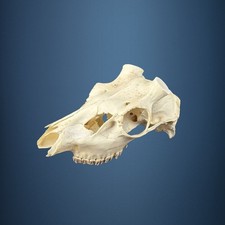 576SKU Teschio di cervo