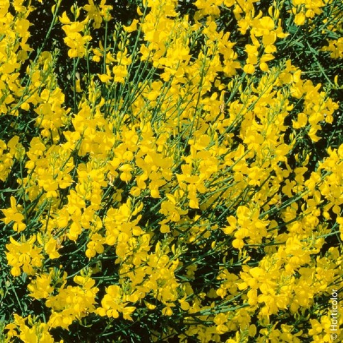 Pianta ginestra odorosa - di,