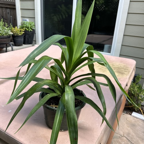 Yucca plant live - plant,