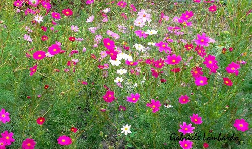 Cosmea colori misti - colori, misti,